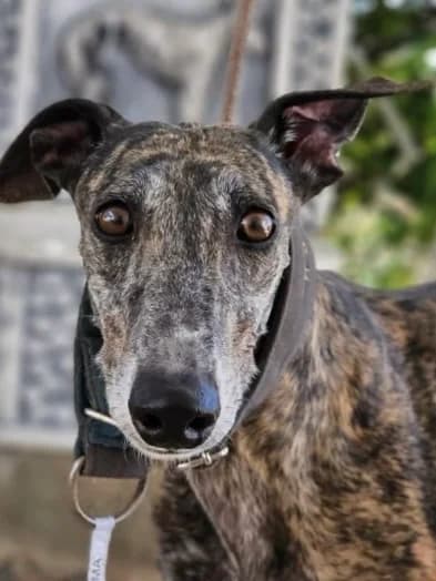Salma – Ankunft 24.10. – reserviert, female Galgo Español for adoption at Greyhound Protection International, Troisdorf