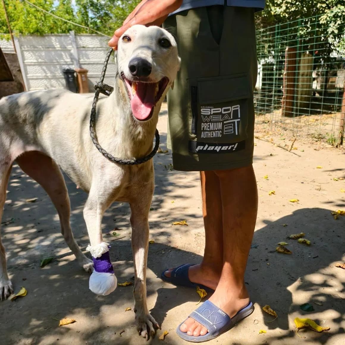 Iman (Vermittlungshilfe), female young Greyhound for adoption at Greyhound Protection International, Troisdorf