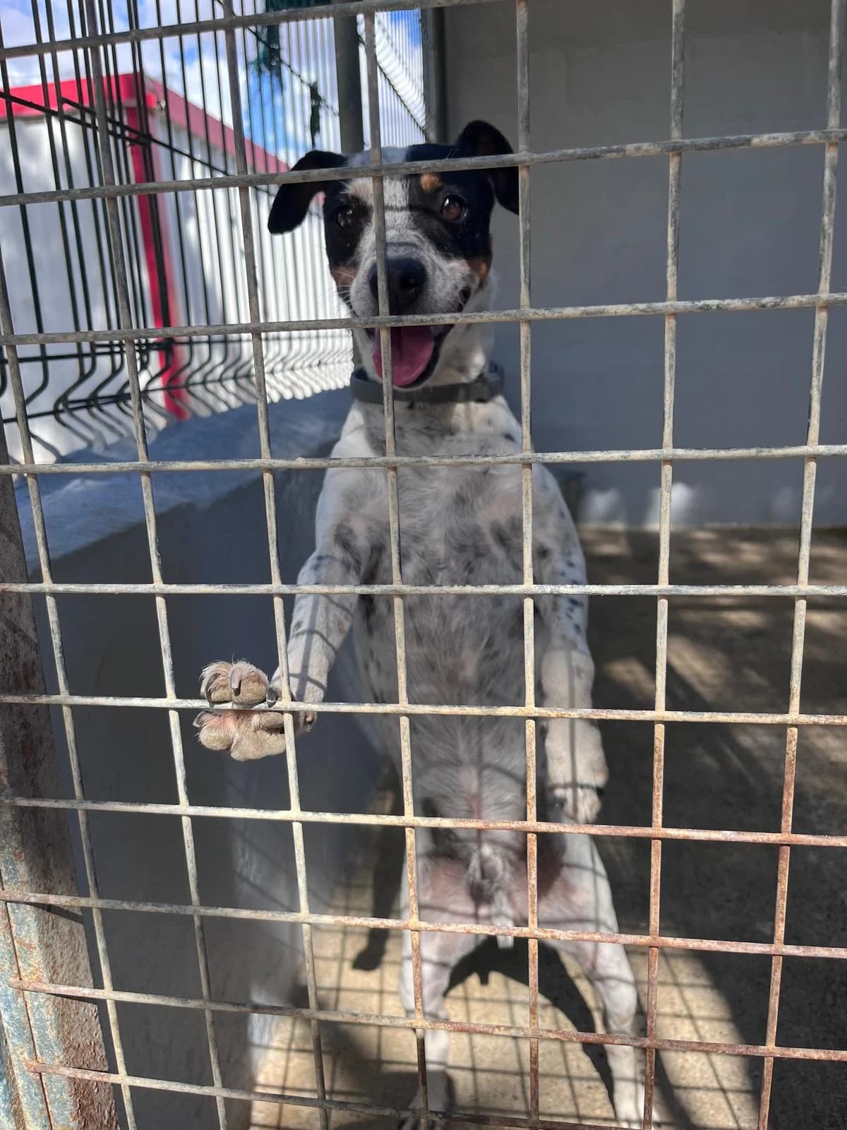 Tierschutz kennt keine Grenzen, Mixed Breed for adoption at Greyhound Protection International, Troisdorf