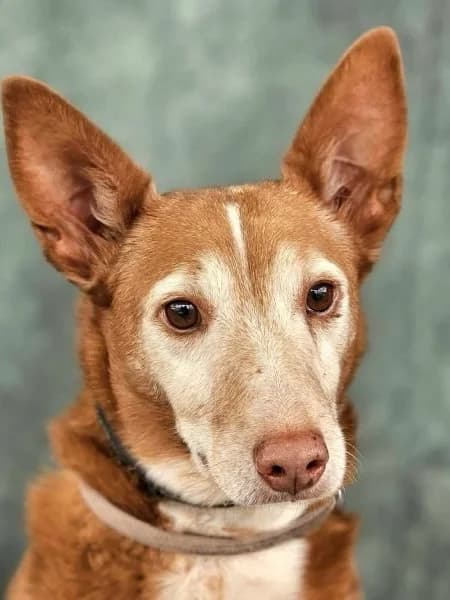Christian, male Podenco for adoption at Greyhound Protection International, Troisdorf