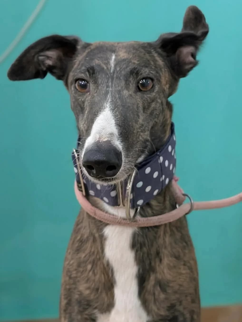 Uzalea, female Galgo Español for adoption at Greyhound Protection International, Troisdorf