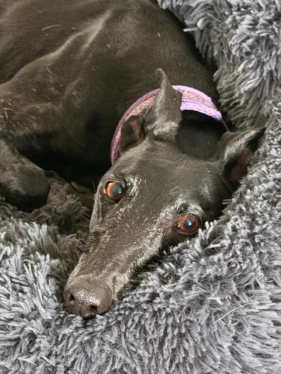 Madrilena, female Galgo Español for adoption at Greyhound Protection International, Troisdorf