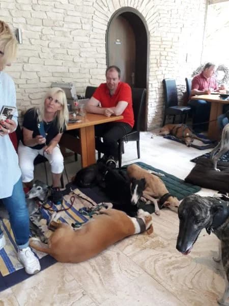 Windhundspaziergang in Krefeld, Mixed Breed for adoption at Greyhound Protection International, Troisdorf
