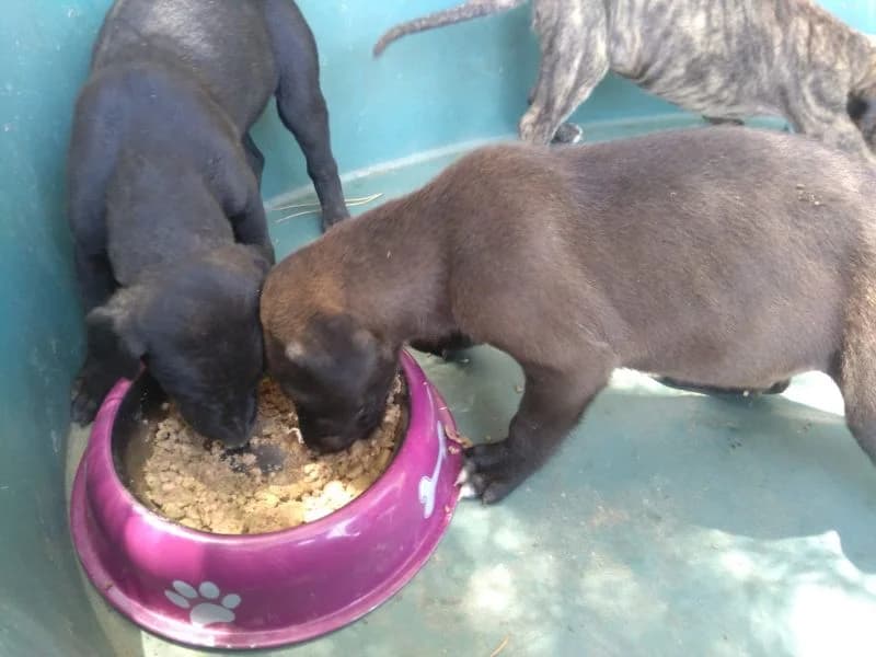 Baby-Alarm im Zaragoza, 6yo Mixed Breed for adoption at Greyhound Protection International, Troisdorf