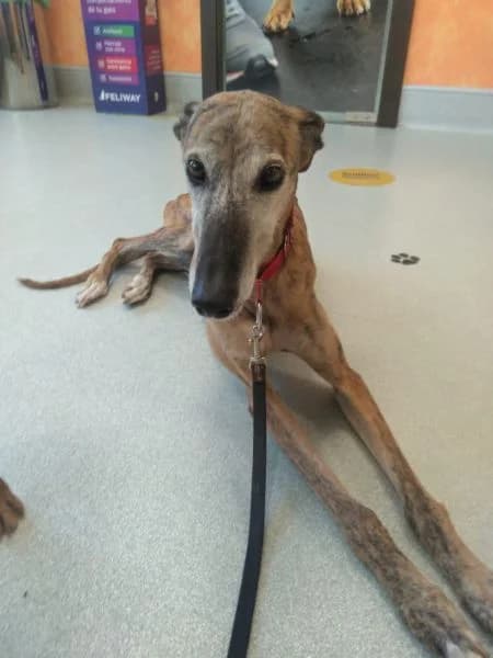 Futterspende, Mixed Breed for adoption at Greyhound Protection International, Troisdorf