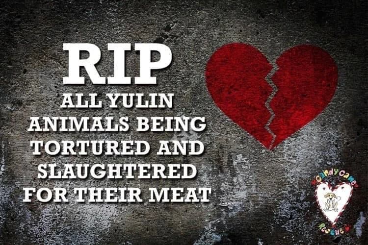 Yulin-Festival in China, Mixed Breed for adoption at Greyhound Protection International, Troisdorf