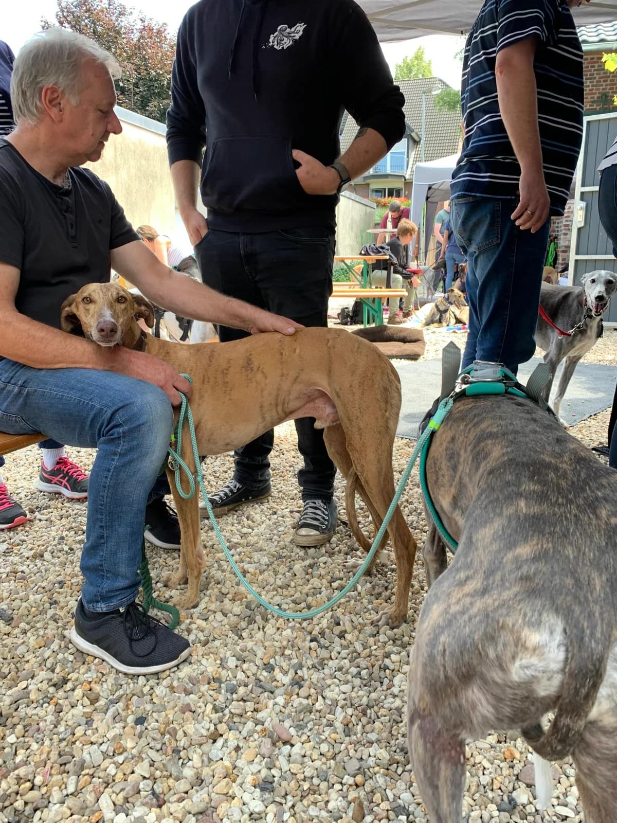 Windhund-Treffen, Mixed Breed for adoption at Greyhound Protection International, Troisdorf