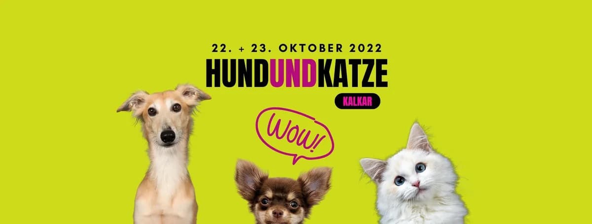 Hund und Katze in Kalkar, Mixed Breed for adoption at Greyhound Protection International, Troisdorf