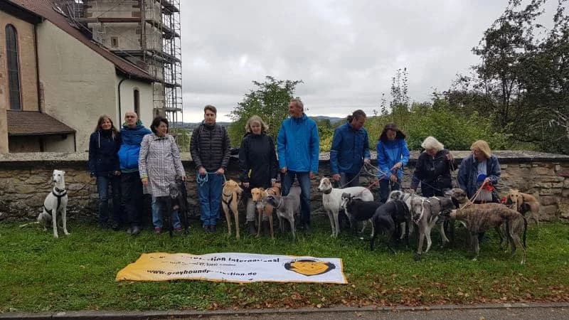 Great Global Greyhound Walk 2021, Mixed Breed for adoption at Greyhound Protection International, Troisdorf