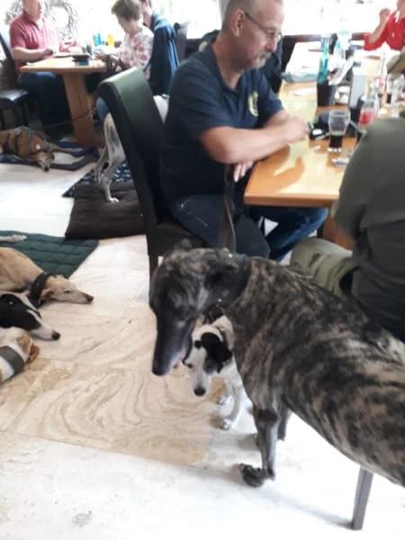 Windhundspaziergang in Krefeld, Mixed Breed for adoption at Greyhound Protection International, Troisdorf