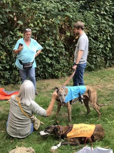 GPI beim Dog Walk in Düsseldorf, Mixed Breed for adoption at Greyhound Protection International, Troisdorf