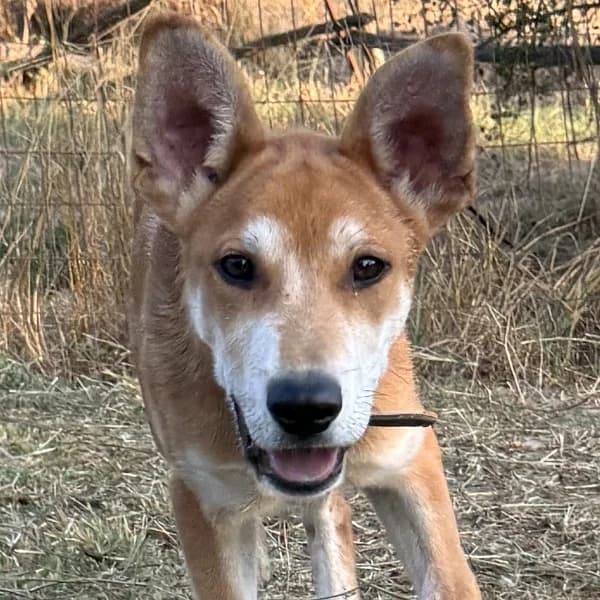 Ace, male Mixed Breed for adoption at Griechische Pfötchen suchen ein Zuhause e.V., Norderstedt