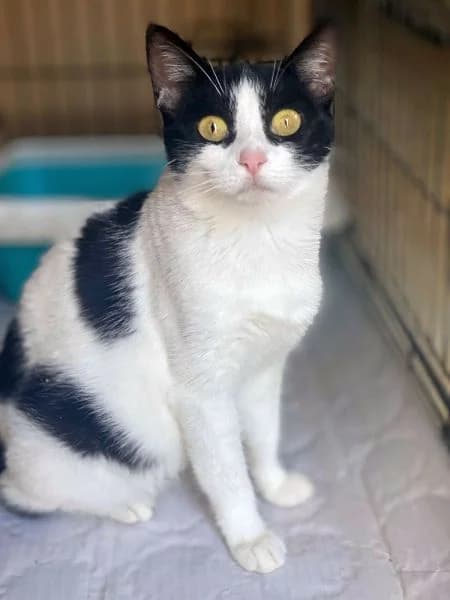 Afroula, female European Shorthair for adoption at Griechische Pfötchen suchen ein Zuhause e.V., Norderstedt