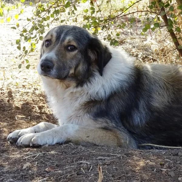 Aifel, male mixed breed for adoption at Griechische Pfötchen suchen ein Zuhause e.V., Norderstedt