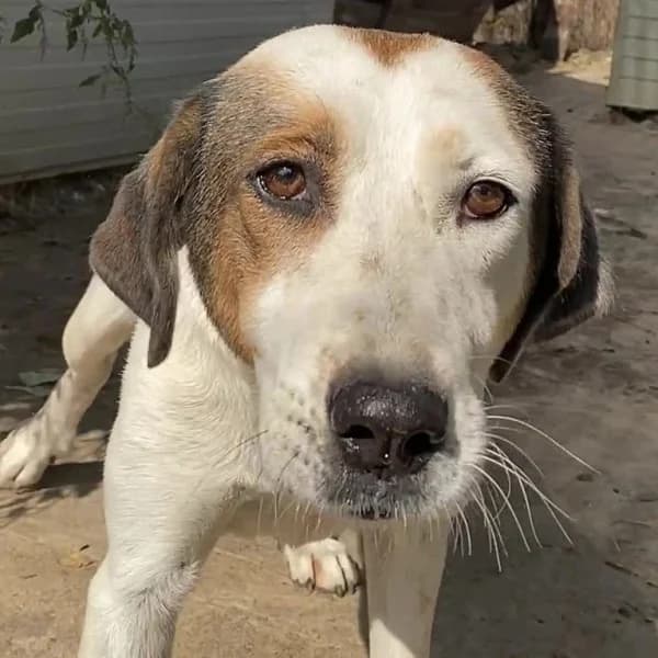 Alaska, female mixed breed for adoption at Griechische Pfötchen suchen ein Zuhause e.V., Norderstedt