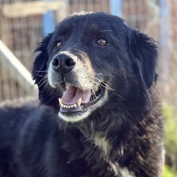 Amaya, female Mixed Breed for adoption at Griechische Pfötchen suchen ein Zuhause e.V., Norderstedt