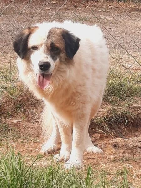 Anezia, female Mixed Breed for adoption at Griechische Pfötchen suchen ein Zuhause e.V., Norderstedt