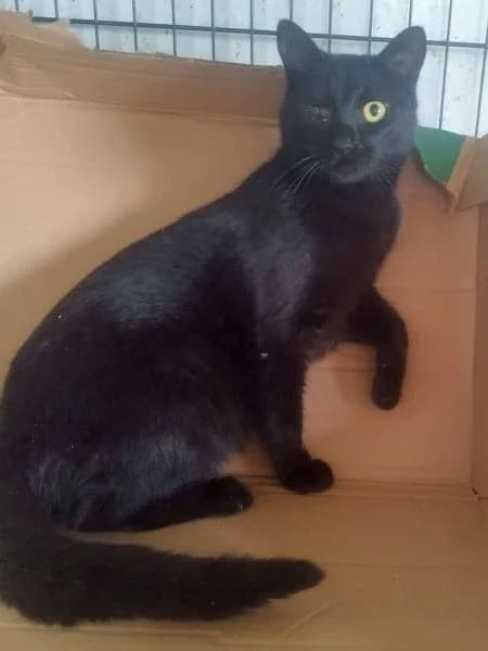 Aretha, female European Shorthair for adoption at Griechische Pfötchen suchen ein Zuhause e.V., Norderstedt