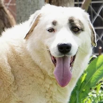 Aroma, female mixed breed for adoption at Griechische Pfötchen suchen ein Zuhause e.V., Norderstedt