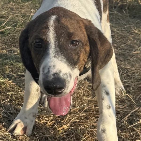 Beata, female Mixed Breed for adoption at Griechische Pfötchen suchen ein Zuhause e.V., Norderstedt