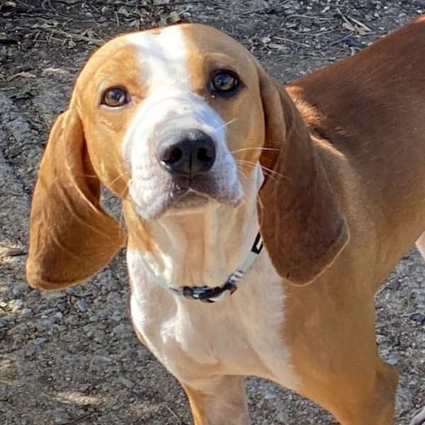 Belina, female mixed breed for adoption at Griechische Pfötchen suchen ein Zuhause e.V., Norderstedt