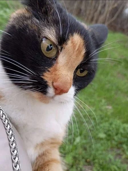 Bella ist bald auf ihrer Pflegestelle in 66386 St. Ingbert, female European Shorthair for adoption at Griechische Pfötchen suchen ein Zuhause e.V., Norderstedt
