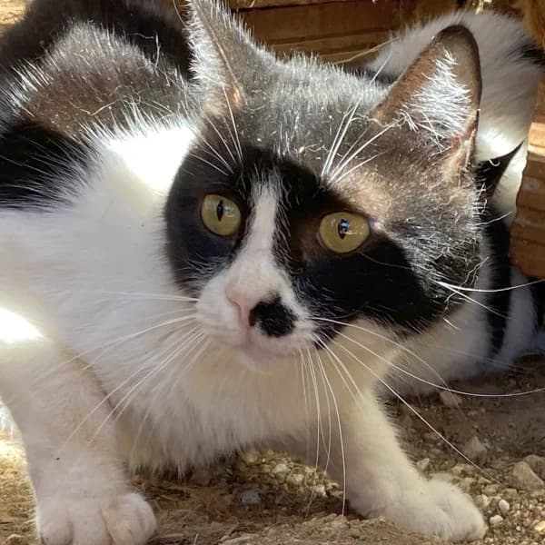 Bello, mixed breed for adoption at Griechische Pfötchen suchen ein Zuhause e.V., Norderstedt