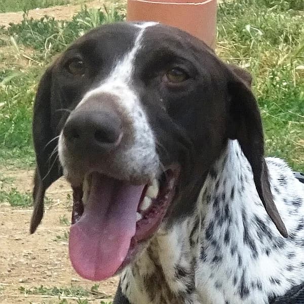Betty, female Pointer for adoption at Griechische Pfötchen suchen ein Zuhause e.V., Norderstedt