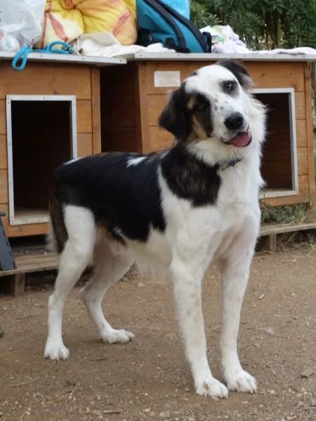 Brummel, male Mixed Breed for adoption at Griechische Pfötchen suchen ein Zuhause e.V., Norderstedt