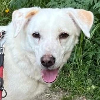 Clara wartet in in 67549 Worms, female Mixed Breed for adoption at Griechische Pfötchen suchen ein Zuhause e.V., Norderstedt