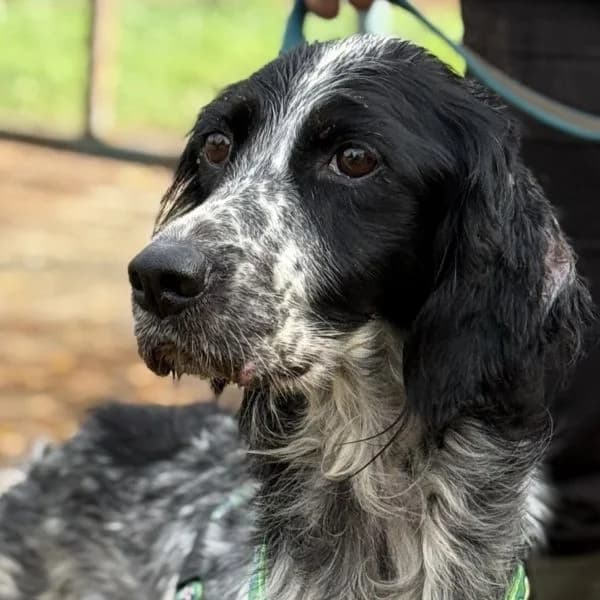Claudia – reserviert, female mixed breed for adoption at Griechische Pfötchen suchen ein Zuhause e.V., Norderstedt