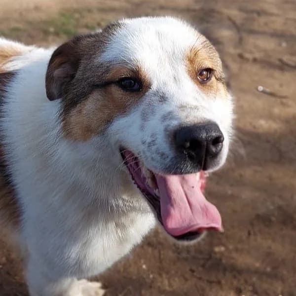 Cliff, male Mixed Breed for adoption at Griechische Pfötchen suchen ein Zuhause e.V., Norderstedt
