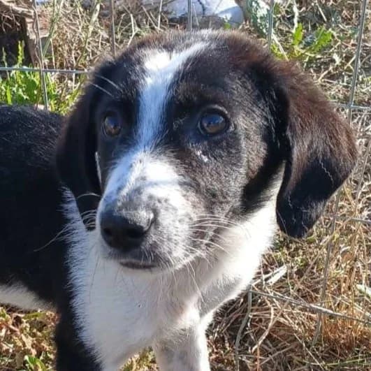 Danny, male Mixed Breed for adoption at Griechische Pfötchen suchen ein Zuhause e.V., Norderstedt