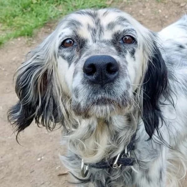 Elvira – kann noch nicht vermittelt werden, female mixed breed for adoption at Griechische Pfötchen suchen ein Zuhause e.V., Norderstedt