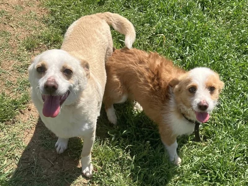 Elvis und Milva warten im Tierpflegenest in 71522 Backnang, Mixed Breed for adoption at Griechische Pfötchen suchen ein Zuhause e.V., Norderstedt