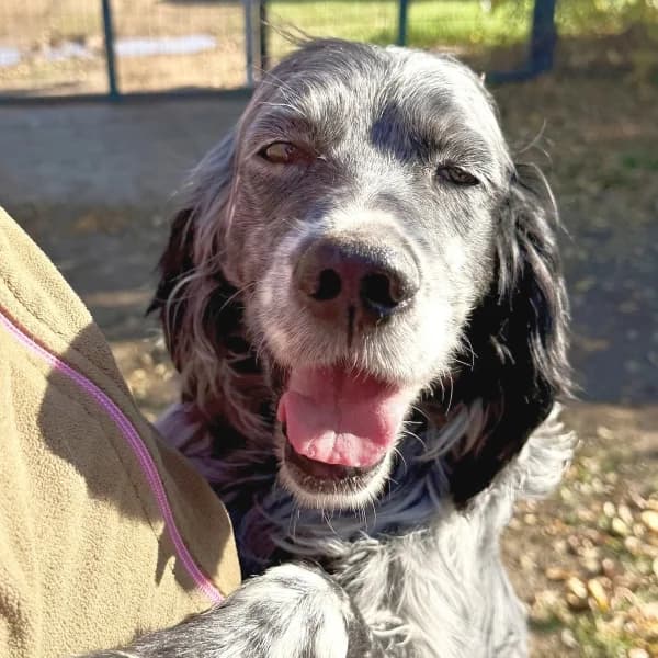 Ernesto, male mixed breed for adoption at Griechische Pfötchen suchen ein Zuhause e.V., Norderstedt