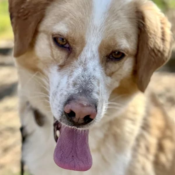 Fabio, male Mixed Breed for adoption at Griechische Pfötchen suchen ein Zuhause e.V., Norderstedt