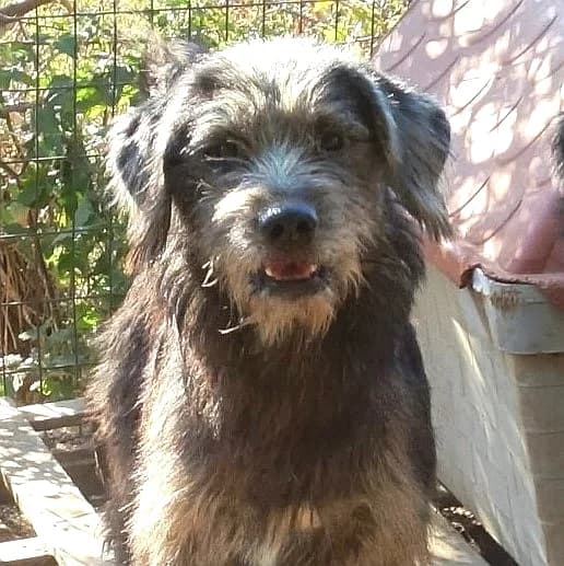Fanis, male mixed breed for adoption at Griechische Pfötchen suchen ein Zuhause e.V., Norderstedt