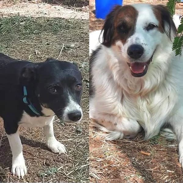 Fatima und Sevi, female Mixed Breed for adoption at Griechische Pfötchen suchen ein Zuhause e.V., Norderstedt