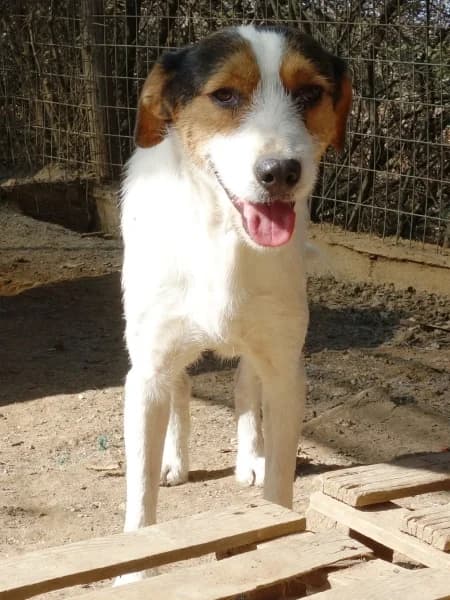 Fidel, male Mixed Breed for adoption at Griechische Pfötchen suchen ein Zuhause e.V., Norderstedt