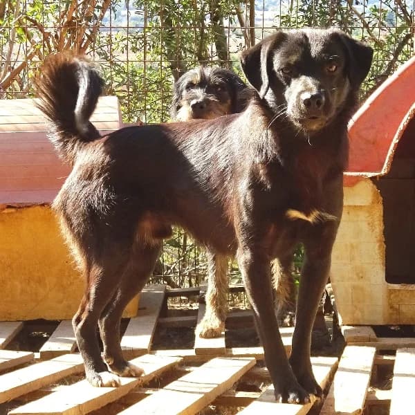Filis steht nicht zur Vermittlung, male Mixed Breed for adoption at Griechische Pfötchen suchen ein Zuhause e.V., Norderstedt