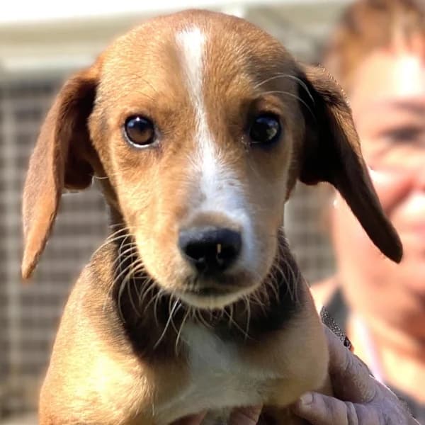 Finn, male mixed breed for adoption at Griechische Pfötchen suchen ein Zuhause e.V., Norderstedt