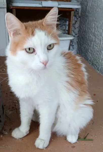 Fivos, Mixed Breed Cat for adoption at Griechische Pfötchen suchen ein Zuhause e.V., Norderstedt