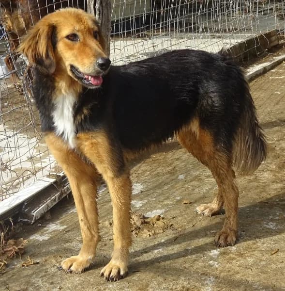 Foureira, female Mixed Breed for adoption at Griechische Pfötchen suchen ein Zuhause e.V., Norderstedt