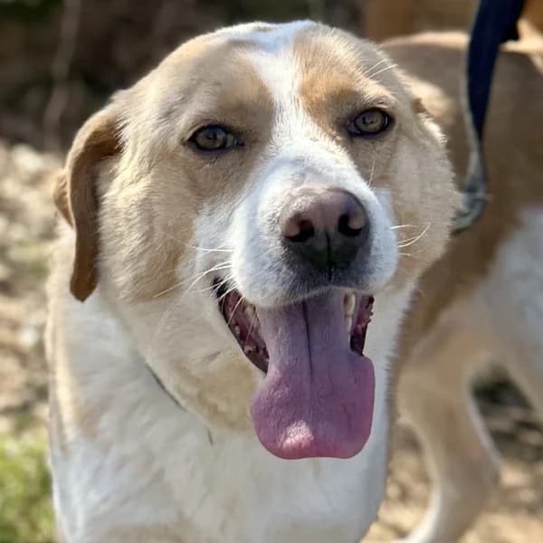 Frankie, male Mixed Breed for adoption at Griechische Pfötchen suchen ein Zuhause e.V., Norderstedt