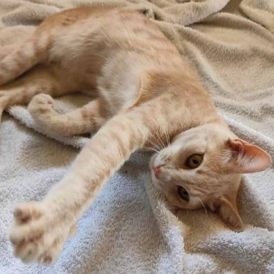 Ginger wartet in 66386 St. Ingbert, European Shorthair for adoption at Griechische Pfötchen suchen ein Zuhause e.V., Norderstedt