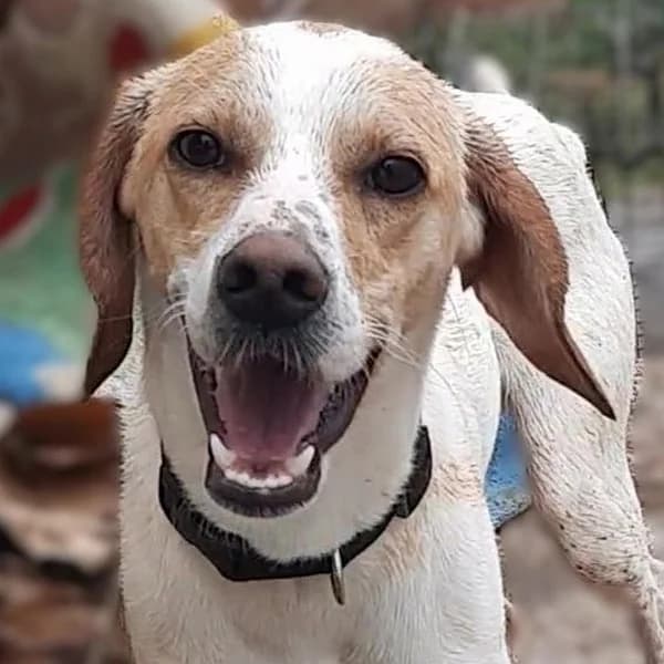 Goofy, male Mixed Breed for adoption at Griechische Pfötchen suchen ein Zuhause e.V., Norderstedt