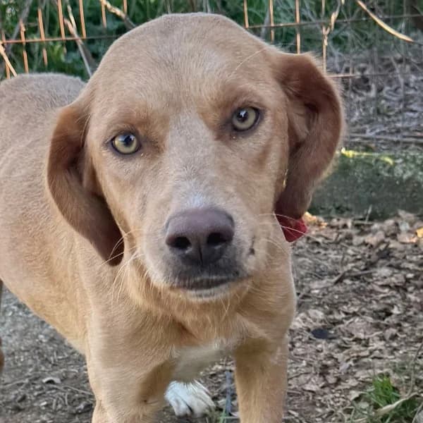 Gretel, female Mixed Breed for adoption at Griechische Pfötchen suchen ein Zuhause e.V., Norderstedt