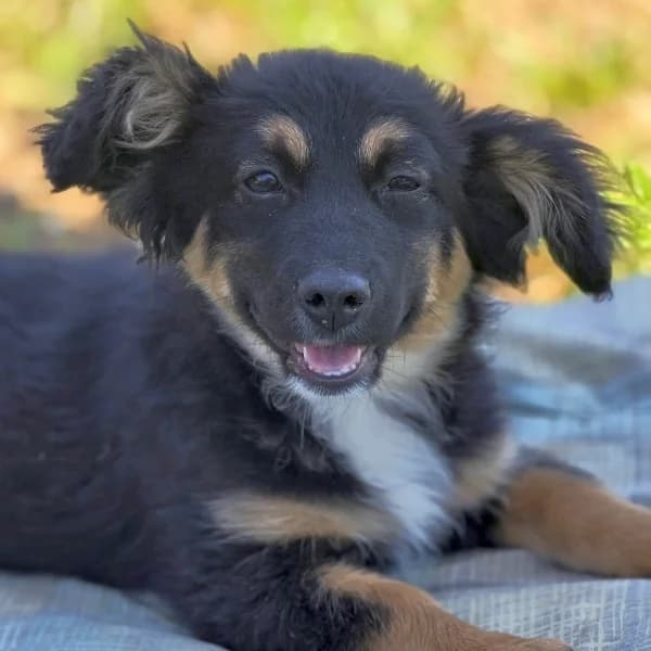 Happy, male Mixed Breed for adoption at Griechische Pfötchen suchen ein Zuhause e.V., Norderstedt