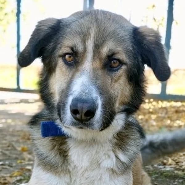 Hermes, male Mixed Breed for adoption at Griechische Pfötchen suchen ein Zuhause e.V., Norderstedt